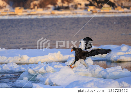 King of the sea, messenger of drift ice, Steller's sea eagle, photographed in Rausu Town, Menashi District, Hokkaido 123725452