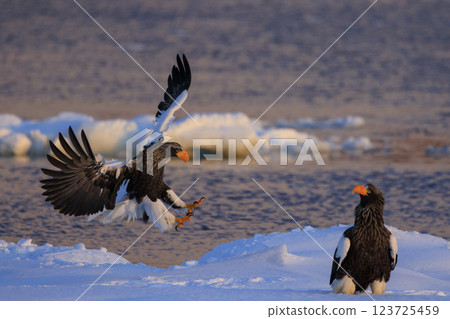King of the sea, messenger of drift ice, Steller's sea eagle, photographed in Rausu Town, Menashi District, Hokkaido 123725459