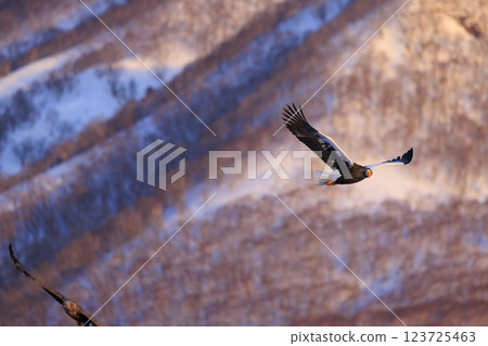 King of the sea, messenger of drift ice, Steller's sea eagle, photographed in Rausu Town, Menashi District, Hokkaido King of the sea, messenger of drift ice, Steller's sea eagle, photographed in Rausu Town, Menashi District, Hokkaido 123725463