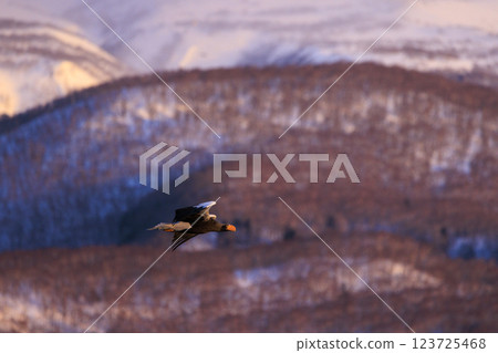 King of the sea, messenger of drift ice, Steller's sea eagle, photographed in Rausu Town, Menashi District, Hokkaido 123725468