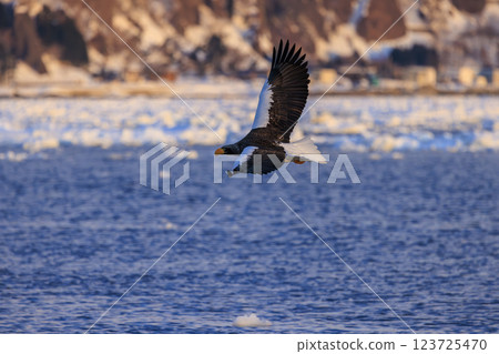 King of the sea, messenger of drift ice, Steller's sea eagle, photographed in Rausu Town, Menashi District, Hokkaido King of the sea, messenger of drift ice, Steller's sea eagle, photographed in Rausu Town, Menashi District, Hokkaido 123725470
