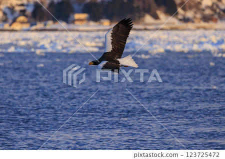 King of the sea, messenger of drift ice, Steller's sea eagle, photographed in Rausu Town, Menashi District, Hokkaido 123725472