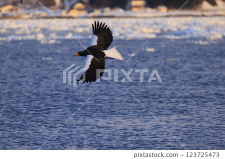 海上之王、流冰使者、虎頭海雕，拍攝於北海道目梨郡羅臼町 123725473