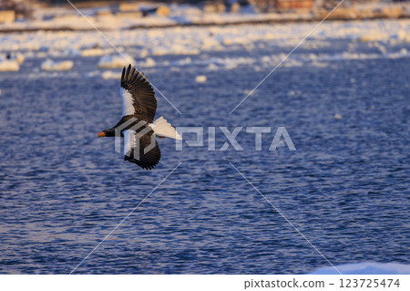海上之王、流冰使者、虎頭海雕，拍攝於北海道目梨郡羅臼町 123725474