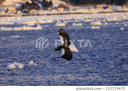 海上之王、流冰使者、虎頭海雕，拍攝於北海道目梨郡羅臼町 123725475