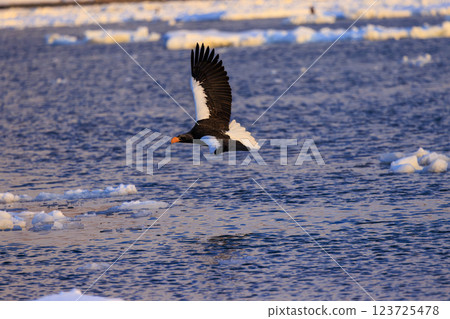 King of the sea, messenger of drift ice, Steller's sea eagle, photographed in Rausu Town, Menashi District, Hokkaido King of the sea, messenger of drift ice, Steller's sea eagle, photographed in Rausu Town, Menashi District, Hokkaido 123725478