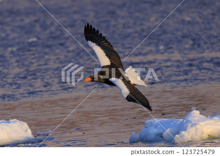 King of the sea, messenger of drift ice, Steller's sea eagle, photographed in Rausu Town, Menashi District, Hokkaido 123725479