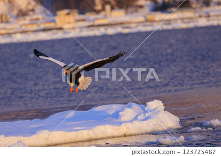 King of the sea, messenger of drift ice, Steller's sea eagle, photographed in Rausu Town, Menashi District, Hokkaido 123725487
