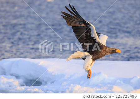 King of the sea, messenger of drift ice, Steller's sea eagle, photographed in Rausu Town, Menashi District, Hokkaido 123725490