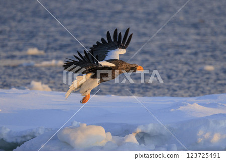 海上之王、流冰使者、虎頭海雕,拍攝於北海道目梨郡羅臼町 海上之王、流冰使者、虎頭海雕,拍攝於北海道目梨郡羅臼町 123725491