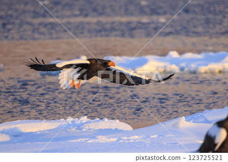 海上之王、流冰使者、虎頭海雕，拍攝於北海道目梨郡羅臼町 123725521