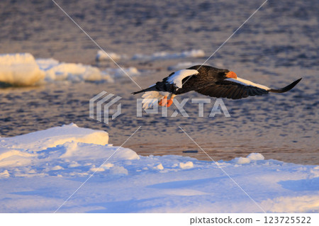 King of the sea, messenger of drift ice, Steller's sea eagle, photographed in Rausu Town, Menashi District, Hokkaido 123725522
