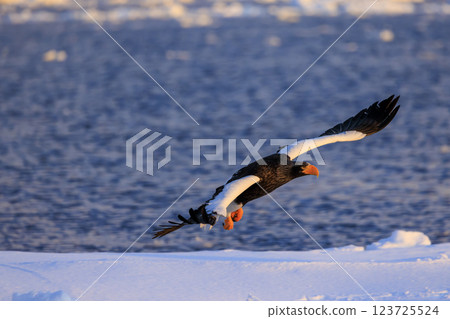 King of the sea, messenger of drift ice, Steller's sea eagle, photographed in Rausu Town, Menashi District, Hokkaido King of the sea, messenger of drift ice, Steller's sea eagle, photographed in Rausu Town, Menashi District, Hokkaido 123725524