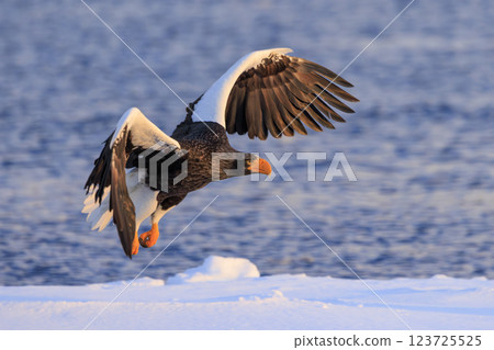 King of the sea, messenger of drift ice, Steller's sea eagle, photographed in Rausu Town, Menashi District, Hokkaido 123725525