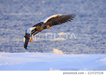 海上之王、流冰使者、虎頭海雕,拍攝於北海道目梨郡羅臼町 海上之王、流冰使者、虎頭海雕,拍攝於北海道目梨郡羅臼町 123725526