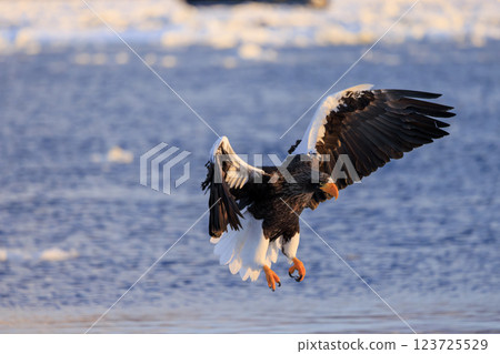 海上之王、流冰使者、虎頭海雕，拍攝於北海道目梨郡羅臼町 123725529