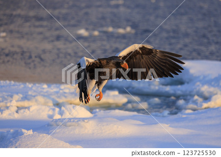 海上之王、流冰使者、虎頭海雕,拍攝於北海道目梨郡羅臼町 海上之王、流冰使者、虎頭海雕,拍攝於北海道目梨郡羅臼町 123725530