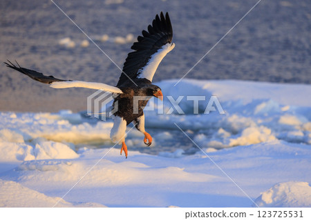 King of the sea, messenger of drift ice, Steller's sea eagle, photographed in Rausu Town, Menashi District, Hokkaido 123725531