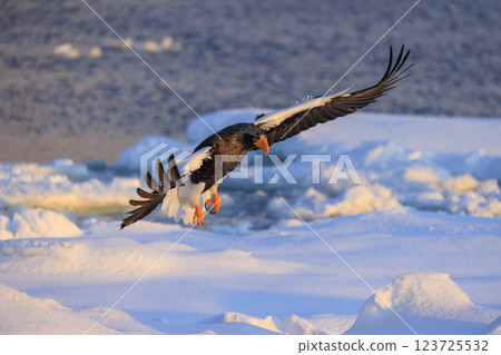 海上之王、流冰使者、虎頭海雕，拍攝於北海道目梨郡羅臼町 123725532