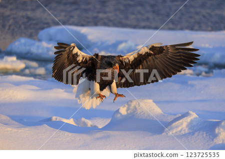 King of the sea, messenger of drift ice, Steller's sea eagle, photographed in Rausu Town, Menashi District, Hokkaido King of the sea, messenger of drift ice, Steller's sea eagle, photographed in Rausu Town, Menashi District, Hokkaido 123725535
