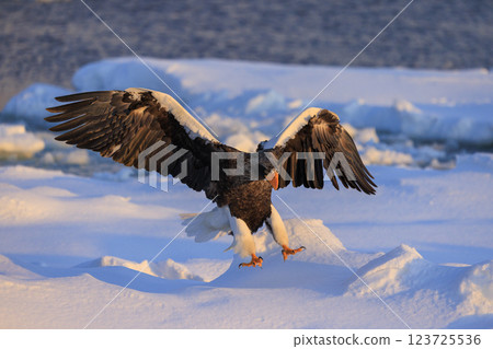 King of the sea, messenger of drift ice, Steller's sea eagle, photographed in Rausu Town, Menashi District, Hokkaido King of the sea, messenger of drift ice, Steller's sea eagle, photographed in Rausu Town, Menashi District, Hokkaido 123725536