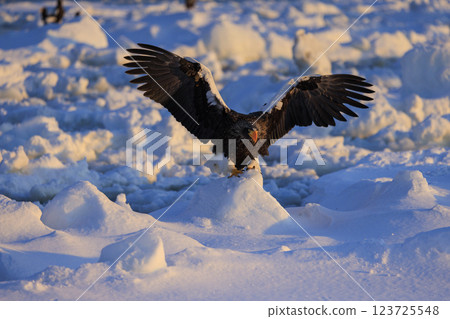 King of the sea, messenger of drift ice, Steller's sea eagle, photographed in Rausu Town, Menashi District, Hokkaido King of the sea, messenger of drift ice, Steller's sea eagle, photographed in Rausu Town, Menashi District, Hokkaido 123725548