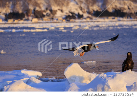 King of the sea, messenger of drift ice, Steller's sea eagle, photographed in Rausu Town, Menashi District, Hokkaido 123725554