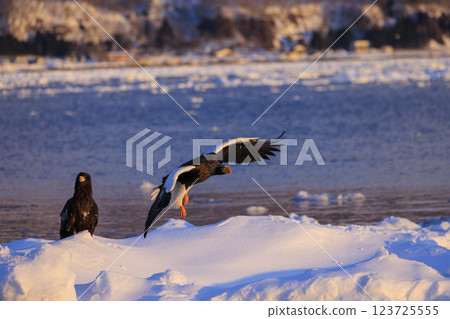 King of the sea, messenger of drift ice, Steller's sea eagle, photographed in Rausu Town, Menashi District, Hokkaido 123725555