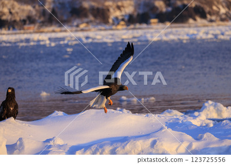 King of the sea, messenger of drift ice, Steller's sea eagle, photographed in Rausu Town, Menashi District, Hokkaido 123725556