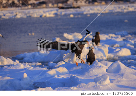 King of the sea, messenger of drift ice, Steller's sea eagle, photographed in Rausu Town, Menashi District, Hokkaido 123725560
