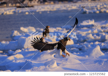 King of the sea, messenger of drift ice, Steller's sea eagle, photographed in Rausu Town, Menashi District, Hokkaido 123725562