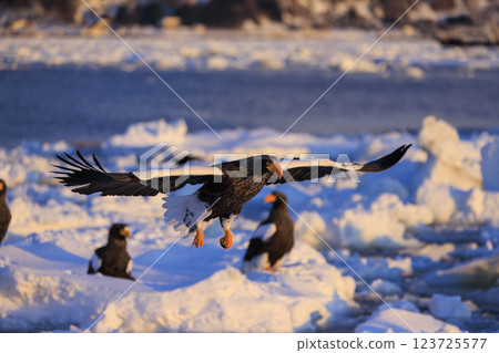 King of the sea, messenger of drift ice, Steller's sea eagle, photographed in Rausu Town, Menashi District, Hokkaido 123725577