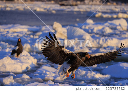 海上之王、流冰使者、虎頭海雕,拍攝於北海道目梨郡羅臼町 海上之王、流冰使者、虎頭海雕,拍攝於北海道目梨郡羅臼町 123725582