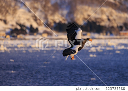 King of the sea, messenger of drift ice, Steller's sea eagle, photographed in Rausu Town, Menashi District, Hokkaido 123725588