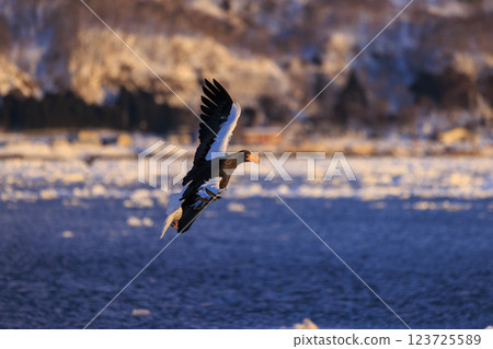 King of the sea, messenger of drift ice, Steller's sea eagle, photographed in Rausu Town, Menashi District, Hokkaido King of the sea, messenger of drift ice, Steller's sea eagle, photographed in Rausu Town, Menashi District, Hokkaido 123725589