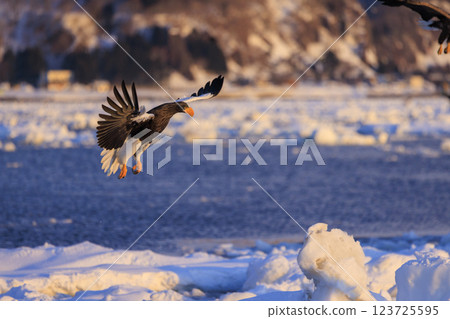 King of the sea, messenger of drift ice, Steller's sea eagle, photographed in Rausu Town, Menashi District, Hokkaido 123725595