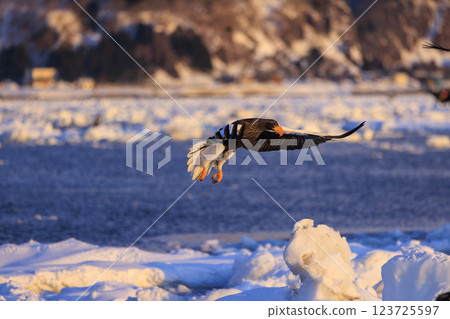 King of the sea, messenger of drift ice, Steller's sea eagle, photographed in Rausu Town, Menashi District, Hokkaido 123725597