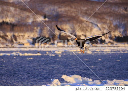 King of the sea, messenger of drift ice, Steller's sea eagle, photographed in Rausu Town, Menashi District, Hokkaido 123725604