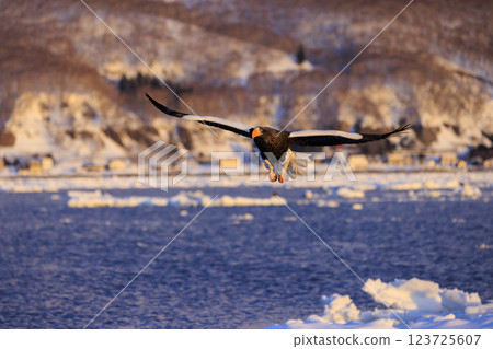 海上之王、流冰使者、虎頭海雕,拍攝於北海道目梨郡羅臼町 海上之王、流冰使者、虎頭海雕,拍攝於北海道目梨郡羅臼町 123725607