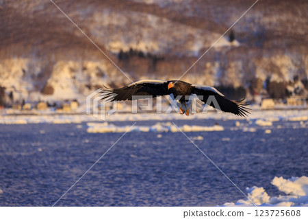 King of the sea, messenger of drift ice, Steller's sea eagle, photographed in Rausu Town, Menashi District, Hokkaido 123725608