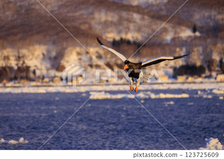 海上之王、流冰使者、虎頭海雕,拍攝於北海道目梨郡羅臼町 海上之王、流冰使者、虎頭海雕,拍攝於北海道目梨郡羅臼町 123725609