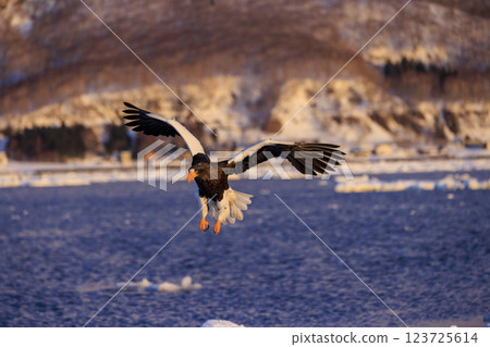 King of the sea, messenger of drift ice, Steller's sea eagle, photographed in Rausu Town, Menashi District, Hokkaido King of the sea, messenger of drift ice, Steller's sea eagle, photographed in Rausu Town, Menashi District, Hokkaido 123725614