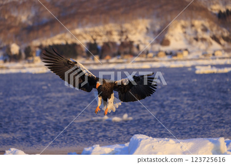 King of the sea, messenger of drift ice, Steller's sea eagle, photographed in Rausu Town, Menashi District, Hokkaido 123725616