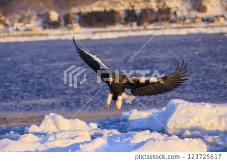 King of the sea, messenger of drift ice, Steller's sea eagle, photographed in Rausu Town, Menashi District, Hokkaido King of the sea, messenger of drift ice, Steller's sea eagle, photographed in Rausu Town, Menashi District, Hokkaido 123725617