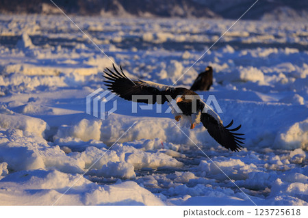 King of the sea, messenger of drift ice, Steller's sea eagle, photographed in Rausu Town, Menashi District, Hokkaido 123725618