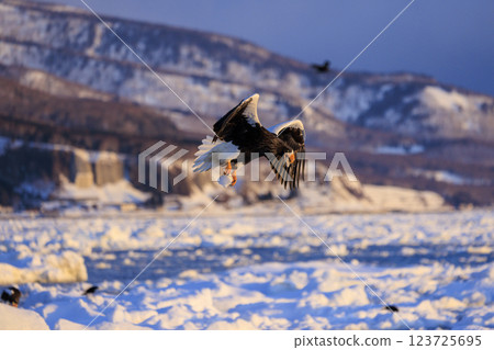 海上之王、流冰使者、虎頭海雕，拍攝於北海道目梨郡羅臼町 123725695