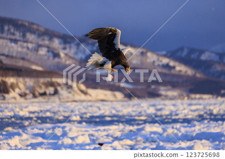 King of the sea, messenger of drift ice, Steller's sea eagle, photographed in Rausu Town, Menashi District, Hokkaido 123725698