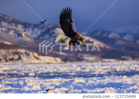 King of the sea, messenger of drift ice, Steller's sea eagle, photographed in Rausu Town, Menashi District, Hokkaido 123725699