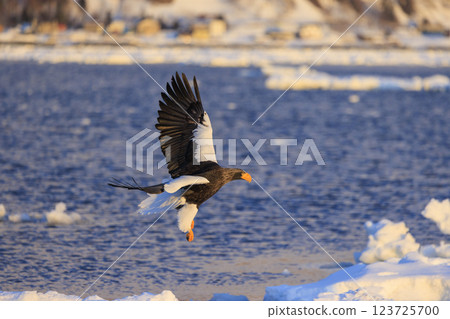 King of the sea, messenger of drift ice, Steller's sea eagle, photographed in Rausu Town, Menashi District, Hokkaido 123725700