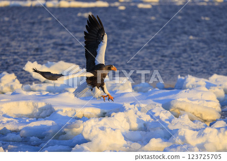 King of the sea, messenger of drift ice, Steller's sea eagle, photographed in Rausu Town, Menashi District, Hokkaido King of the sea, messenger of drift ice, Steller's sea eagle, photographed in Rausu Town, Menashi District, Hokkaido 123725705